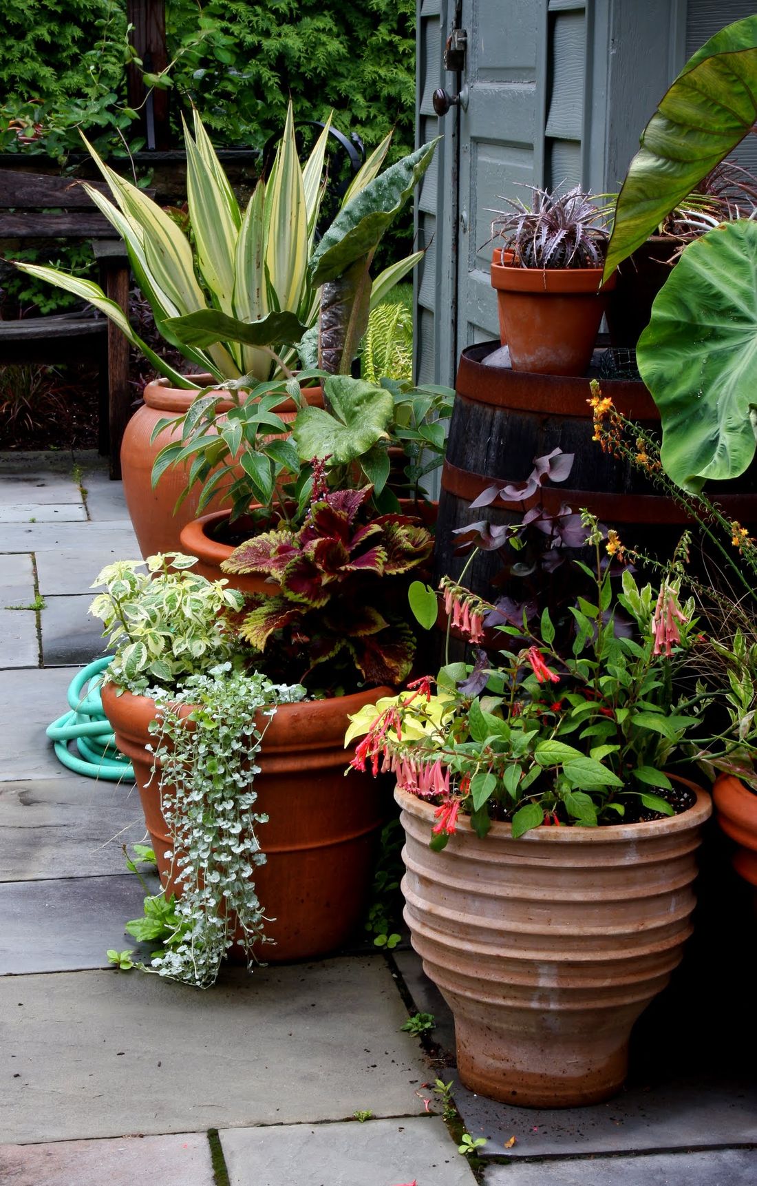 Layered seasonal container display on a bluestone terrace